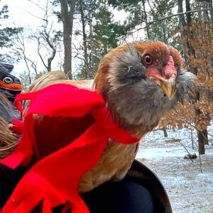 Meet your Posher, Heidi